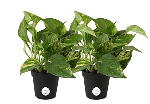 Costa Farms Devil's Ivy, Golden Pothos, Epipremnum, 4in Grow Pot, 2-Pack, Very Easy to Grow