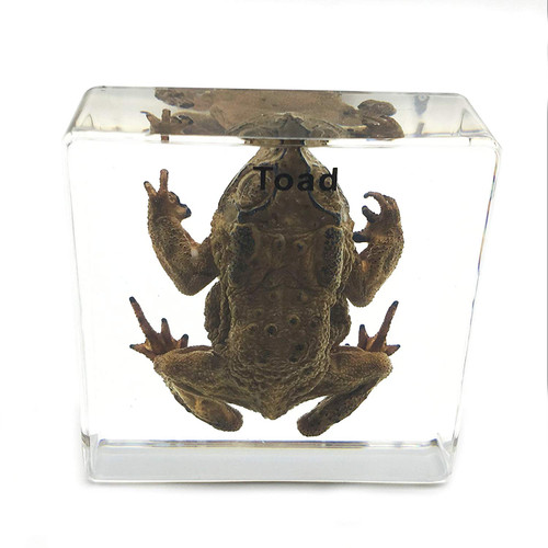 Toad Specimen paperweight Science Education Specimens