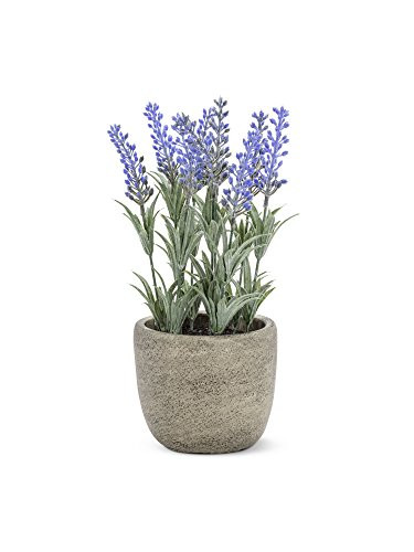 Abbott Collection 27-ESSENCE/018 Lavender in Pot, Purple and Green