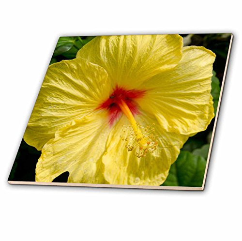 3dRose Alabama, MobileBellingrath Gardens and Home Yellow Hibiscus Ceramic Tile, 6"