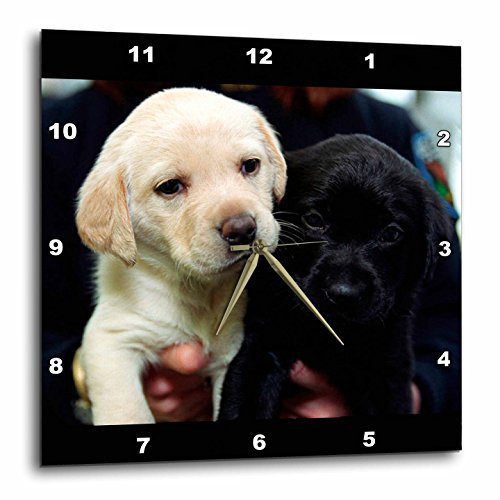 3dRose Black and Yellow Lab Puppies - Wall Clock, 13 by 13-Inch (DPP_1219_2)