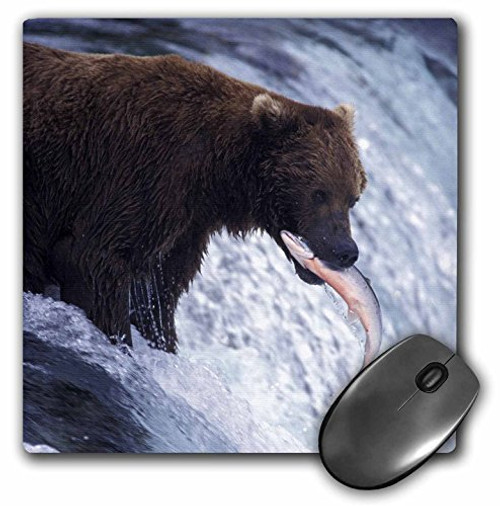 3D Rose"Alaska Katmai Brooks Fall. Brown BearUs02 Swe0148Stuart Westmorland" Matte Finish Mouse Pad - 8 x 8" - mp_87746_1 3D Rose"Alaska Katmai Brooks Fall. Brown BearUs02 Swe0148Stuart Westmorland" Matte Finish Mouse Pad - 8 x 8" - mp_87746_1