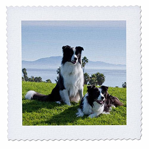 3dRose Two Border Collie dogs - US05 ZMU0093 - Zandria Muench Beraldo - Quilt Square, 14 by 14-inch (qs_88785_5)