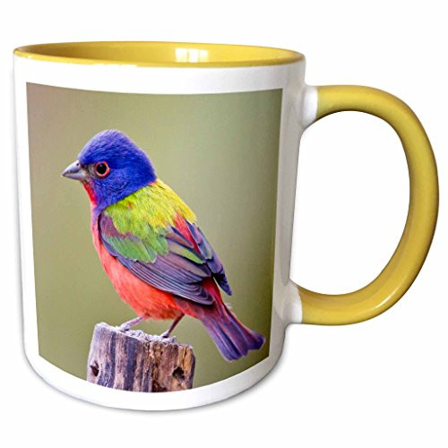 3dRose 147129_8 Painted Bunting male bird perched US44 LDI1047 Larry Ditto, Yellow Mug 11 oz 3dRose 147129_8 Painted Bunting male bird perched US44 LDI1047 Larry Ditto, Yellow Mug 11 oz