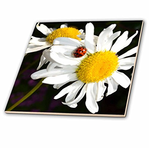 3dRose ct_22685_1 Daisies with a Ladybug Ceramic Tile, 4-Inch