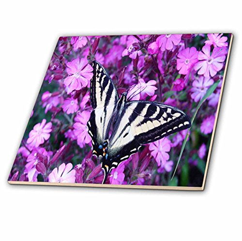 3dRose ct_55181_1 Black Butterfly on Purple Flowers Ceramic Tile, 4-Inch