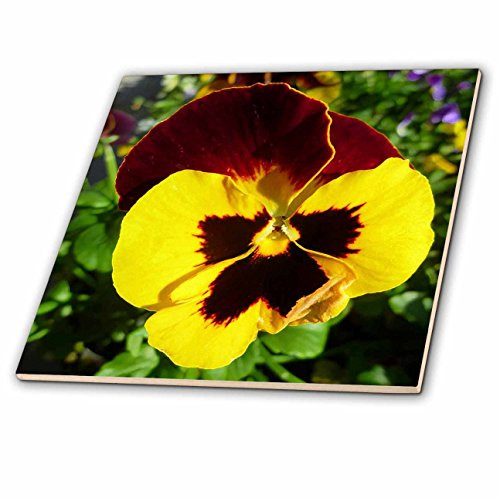 3dRose ct_35309_2 Yellow Burnt Red Pansy-Ceramic Tile, 6-Inch