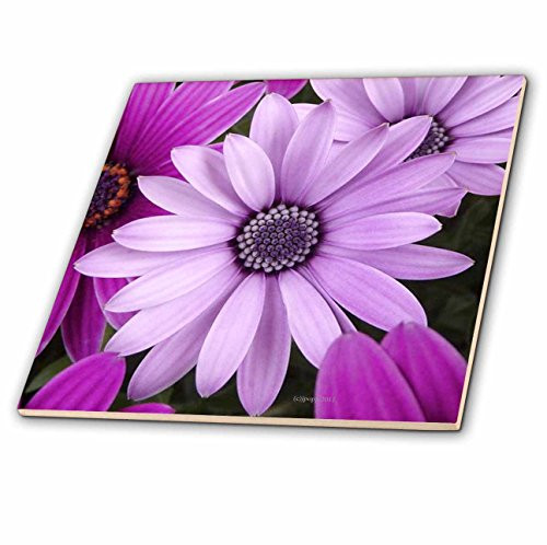3dRose ct_23813_4 Shades of Purple Ceramic Tile, 12-Inch