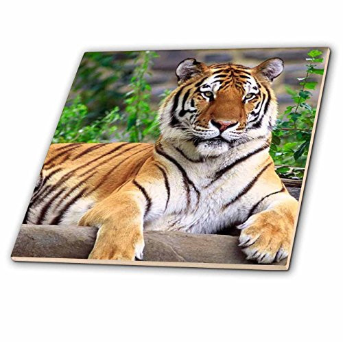 3dRose ct_3132_6 Siberian Tiger Glass Tile, 6-Inch