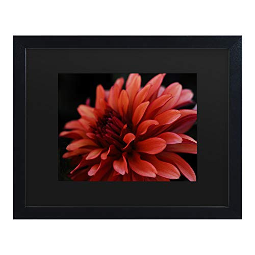 Trademark Fine Art Red Dhalia by Kurt Shaffer, Matte, Black Frame 11x14, Black, Black