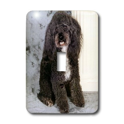 3dRose lsp_1013_1"Black And White Toy Poodle" Single Toggle Switch
