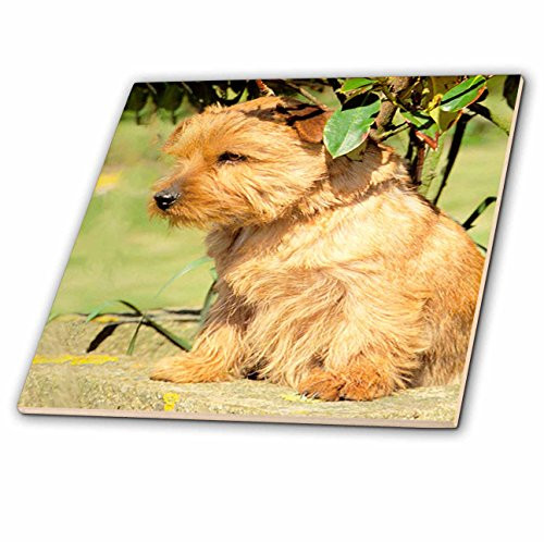 3dRose ct_493_1 Norfolk Terrier Ceramic Tile, 4-Inch