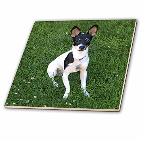 3dRose ct_3116_1 Toy Fox Terrier 1 Ceramic Tile, 4-Inch