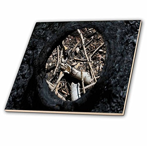 3dRose ct_4671_1 Eye of The Tree Ceramic Tile, 4-Inch