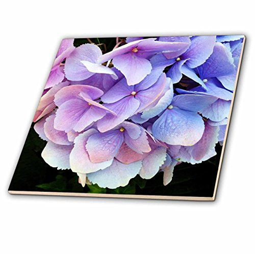 3dRose ct_28337_3 Purple Hydrangea Ceramic Tile, 8-Inch