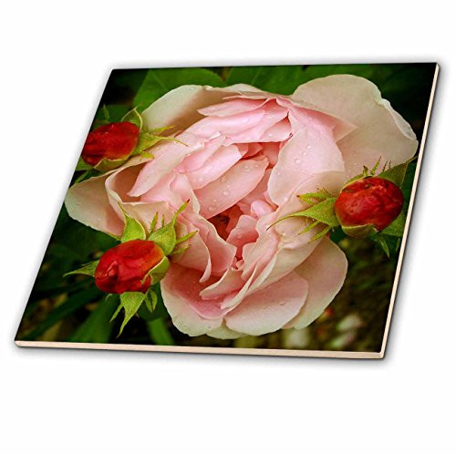 3dRose ct_28690_1 Pink Fairy Rose Flower-Ceramic Tile, 4-Inch