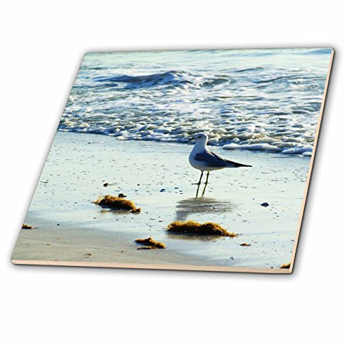 3dRose ct_40828_1 Gull N Ocean Waves Ceramic Tile, 4-Inch