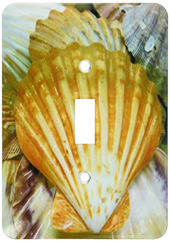 3dRose LLC lsp_24001_1 Sea Shells Up Close Single Toggle Switch