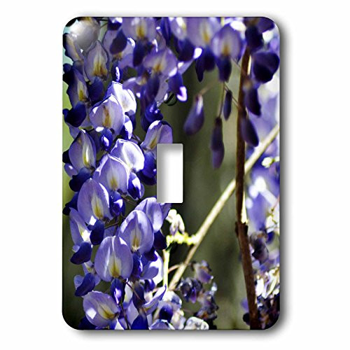 3dRose lsp_51773_1 Purple wisteria close up Toggle Switch