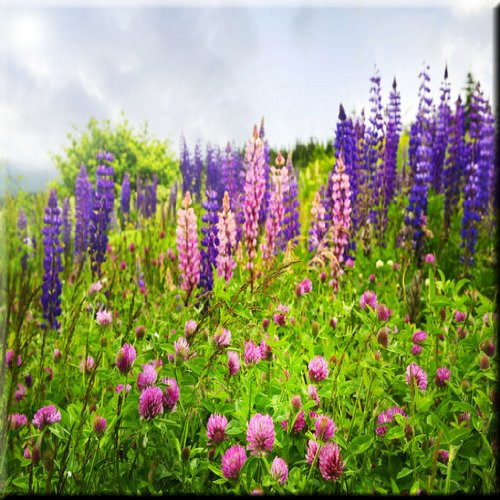 Rikki Knight Purple and Pink Wildflowers Design Art Ceramic Tile, 4 by 4-Inch
