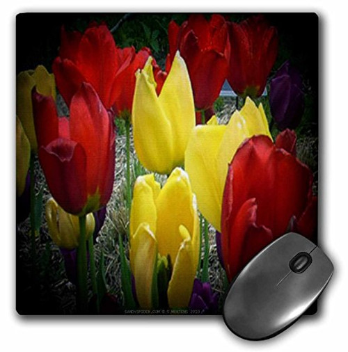 3dRose LLC 8 x 8 x 0.25 Inches Mouse Pad, Red, Yellow and Purple Tulips in Spot Light (mp_6001_1) 3dRose LLC 8 x 8 x 0.25 Inches Mouse Pad, Red, Yellow and Purple Tulips in Spot Light (mp_6001_1)