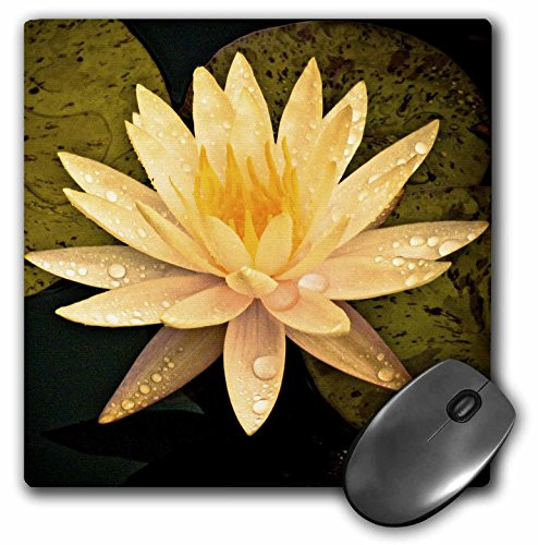 3dRose LLC 8 x 8 x 0.25 Inches Mouse Pad, Yellow Lotus Flower (mp_13905_1)