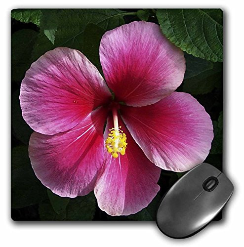 3dRose LLC 8 x 8 x 0.25 Inches Mouse Pad, Hibiscus Flower Shades of Pink (mp_19107_1)