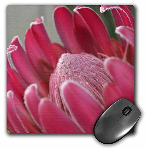 3dRose LLC 8 x 8 x 0.25 Inches Mouse Pad, Pink Protea Macro Flower-Photography-Tropical (mp_39395_1)