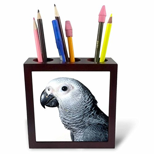 3dRose ph_4033_1 African Grey Parrot Tile Pen Holder, 5-Inch
