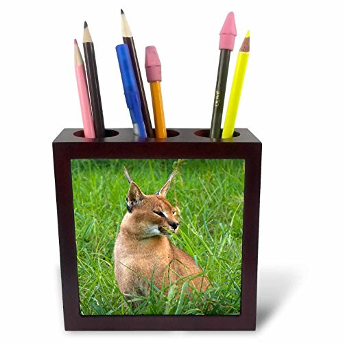 3dRose ph_84112_1 Caracal, Emdonemi Cat Rehab, Hluhulwe, South Africa - NA02 MPR0106 - Maresa Pryor - Tile Pen Holder, 5-Inch