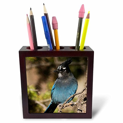 3dRose ph_84619_1 Stellers Jay Bird, Rocky Mountain NP, Colorado - NA02 RNU0799 - Rolf Nussbaumer - Tile Pen Holder, 5-Inch