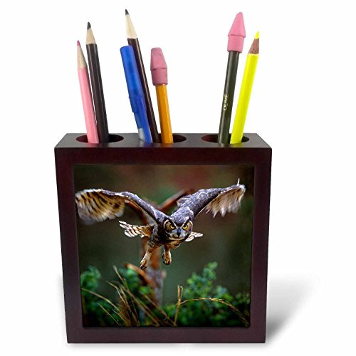 3dRose ph_89310_1 Georgia, Pine MTN, Callaway Gardens. Barred owl - US11 BJA0011 - Jaynes Gallery - Tile Pen Holder, 5-Inch