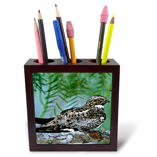 3dRose ph_94377_1 Texas, Rio Grande Valley, Common Nighthawk Bird-US44 BJA0092-Jaynes Gallery-Tile Pen Holder, 5-Inch