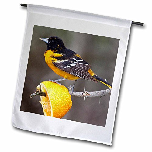 3dRose fl_94471_1 South Padre Island Texas Baltimore Oriole Bird US44 Ldi0230 Larry Ditto Garden Flag, 12 by 18-Inch