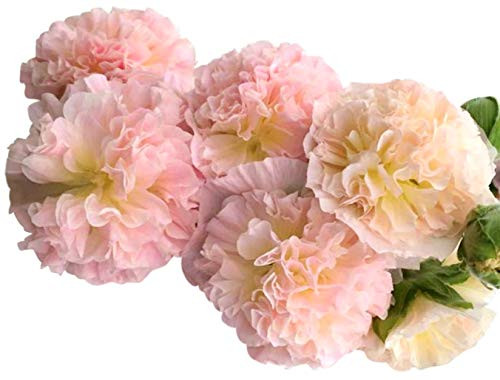 Peaches Hollyhock Seeds (Alcea Rosea) Seeds UPC 600188194982 + 1 Plant Marker (50)