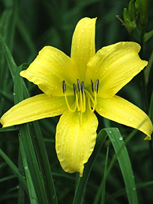 Perennial Farm Marketplace Hemerocallis 'Hyperion' ((Daylily) Perennial, Size-#1 Container, Canary Yellow Flowers Perennial Farm Marketplace Hemerocallis 'Hyperion' ((Daylily) Perennial, Size-#1 Container, Canary Yellow Flowers