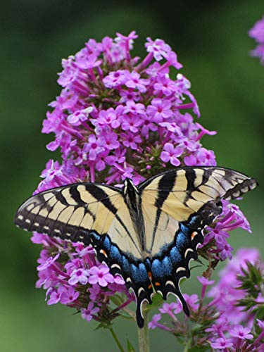 Perennial Farm Marketplace Phlox paniculata 'Jeana' ((Summer) Perennial, Size-#1 Container, Lavender Pink Flowers