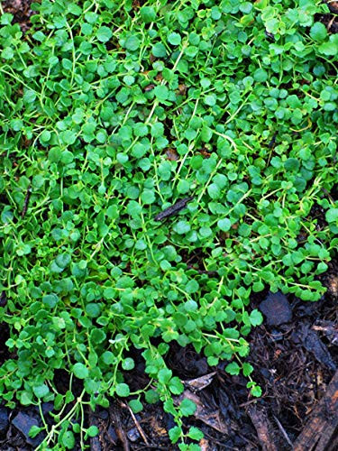 Perennial Farm Marketplace Veronica oltensis ((Creeping Speedwell) Groundcover, 1 Quart, Violet Blue Flowers