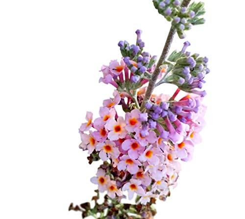 Butterfly Bush Seeds (Buddleia davidii) Kaleidoscope + 1 Free Plant Marker (100)