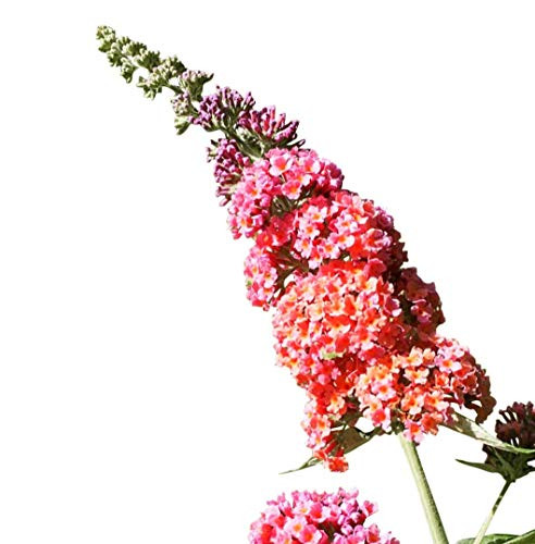 Butterfly Bush Seeds (Buddleia davidii) Flower Power + 1 Free Plant Marker (100)