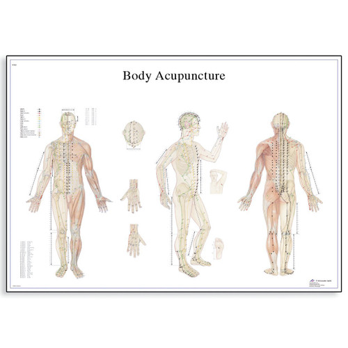 3B Scientific VR1820L Glossy UV Resistant Laminated Paper Body Acupuncture Anatomical Chart, Poster Size 20' Width x 26' Height