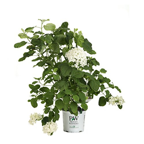 Incrediball Smooth Hydrangea, Live Shrub, Green to White Flowers, 1 Gallon