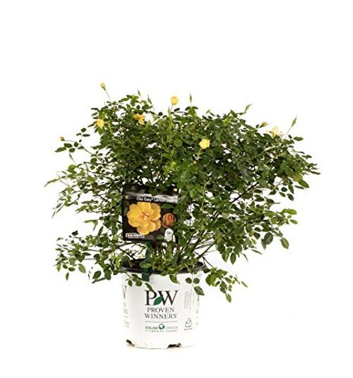 1 Gal. Oso Easy Lemon Zest Landscape Rose (Rosa) Live Shrub, Yellow Flowers