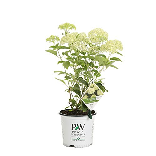 Invincibelle Limetta Smooth Hydrangea, Live Shrub, Green-White Flowers, 1 Gallon