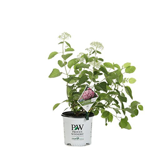 Invincibelle Mini Mauvette Smooth Hydrangea, Live Shrub, Pink Flowers, 1 Gallon