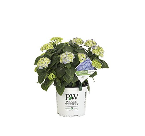 1 Gal. Let's Dance Blue Jangles Reblooming Hydrangea, Live Shrub, Blue or Pink Flowers