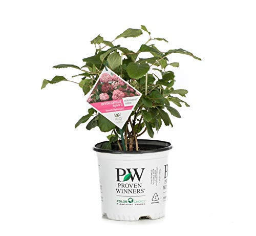 1 Gallon Proven Winners Invincibelle Spirit II Smooth Hydrangea, Live Shrub, Pink Flowers