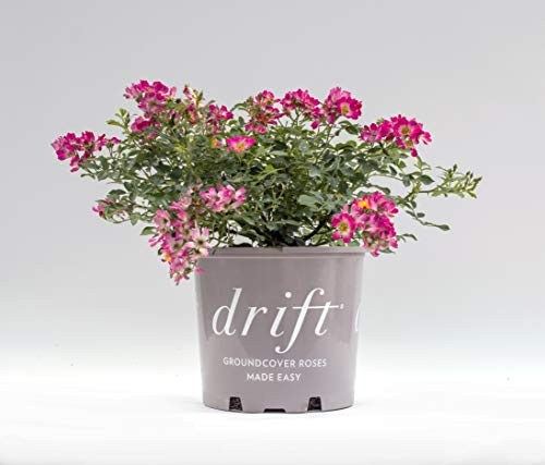 Drift Pink Rose in 2 Gallon pot (Pink)