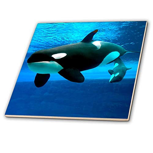 3dRose ct_5728_2 Killer Whales-Ceramic Tile, 6-Inch