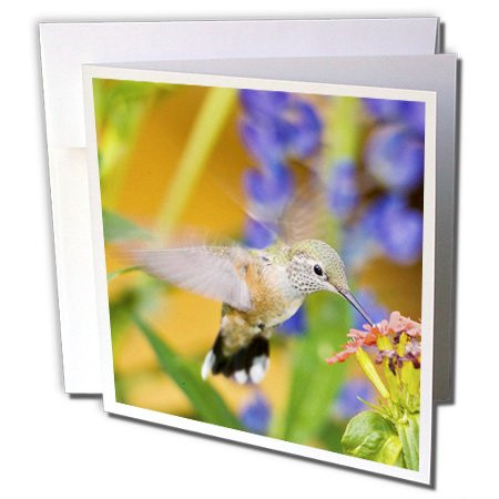 3dRose Colorado, Summit Co., Heeney, rufous hummingbird - US06 BJA0088 - Jaynes Gallery - Greeting Cards, 6 x 6 inches, set of 12 (gc_88846_2)